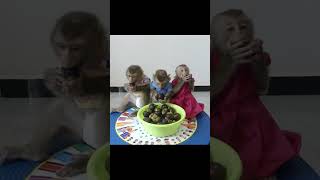 cutest eat mangosteen lovelyvideo smart pet adoptanimal monkey cute [upl. by Noffihc]