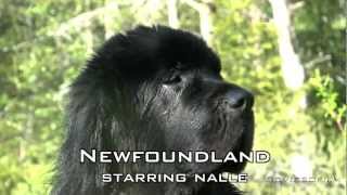 Newfoundland Dog Nalle Sweden [upl. by Inkster903]