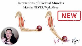 UPDATED MBLEx Review Interactions of Skeletal Muscles Agonist Antagonist Synergist amp Fixators [upl. by Cohlier81]