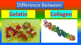 Difference between Gelatin and Collagen [upl. by Eceinahs373]