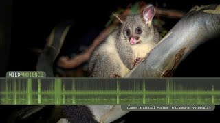 Common Brushtail Possum Sounds  Scary growling calls and scurrying noises [upl. by Nivk83]