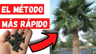 COMO GERMINAR SEMILLAS de PALMERA MEXICANA o WASHINGTONIA MUY RAPIDO Los MEJORES TRUCOS [upl. by Suiravat391]