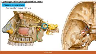 Pterygopalatine Fossa [upl. by Ruhtracm249]