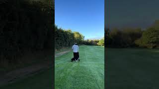 New caddie dog funnyvideo [upl. by Ferdie450]