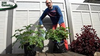 Gartentipp März 0317 Kartoffeln im Sack für Balkon Terasse und Garten [upl. by Naejeillib]