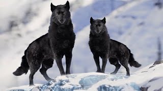 7 Most Beautiful Wolves in the World [upl. by Anairt]