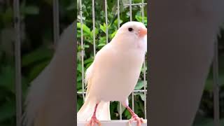 تغريدالكناري طائرالكناري canari chant canari magnifique canary canario saka kanarienvogel [upl. by Molly311]