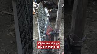 Chăm sóc đàn gà như con mọn hi hi fishing [upl. by Nocaed]