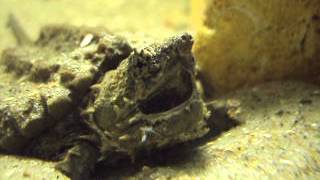 Baby Macrochelys temminckii 3 [upl. by Jerrol]