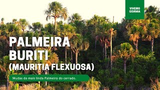 Mudas de Buriti  Palmeira do Cerrado Mauritia Flexuosa [upl. by Beitnes]