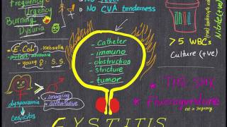 Cystitis Review in 4 minutes All you need to know [upl. by Tiebold]