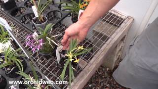 OrchidWeb  Neofinetia falcata flower types and our special Neo mix [upl. by Ilat]