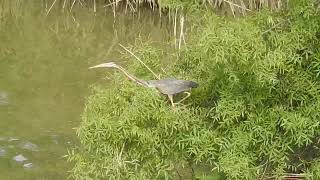 Ardea purpurea  Garza imperial  Purple Heron [upl. by Erdnael190]