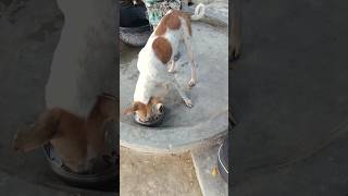 Sahi se kha le bsdk 🤬minivlog shorts dog doglover animals villagelife [upl. by Aderf]