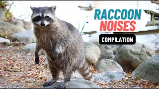 raccoon noises compilation  raccoons chittering  raccoons animalnoises animalsounds [upl. by Hatcher888]