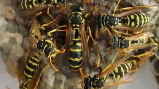 WASPS в эфире NEST OF PAPER WASPS POLISTES ON LINE WHAT DO WASPS DO Hornets Vespa crabro wasp [upl. by Casimire]