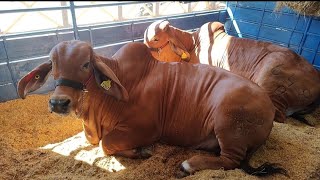 FERIA GANADERA STO DGO 2024 ganado brahman republicadominicana animals gym viral [upl. by Yrgoerg275]