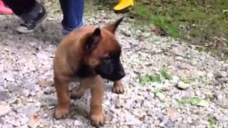 Chiots malinois à 6 semaines de Bahia amp Farouk  2013 [upl. by Johannessen]