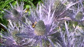 Bees On Sea Holly Perth Perthshire Scotland [upl. by Giuliana758]