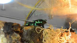 Male Dendrobates auratus calling [upl. by Boyd]