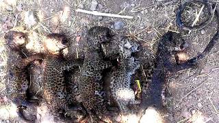 Amazon Rainforest Fire Animals Compilation in tamil [upl. by Kwabena]