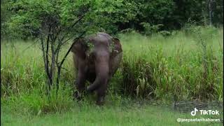 habarana srilanka traveling elephant jeepsafari [upl. by Arriaes]