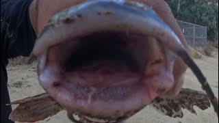 Catfish Chicken Liver FULL VIDEO [upl. by Thetisa]