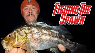 Fishing the spawn for calico bass and Sandbass at the Long Beach breakwall [upl. by Martelle269]