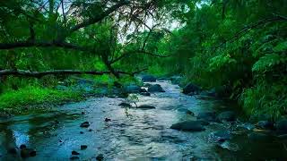 Relaxing River Sound Listen to the calming sound of the river and you will definitely sleep sound [upl. by Weiler]