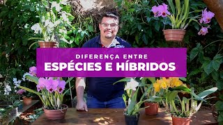 10 Orquídeas Mais LINDAS e CURIOSAS Nativas do BRASIL Que Vão Te Impressionar [upl. by Ludlew]