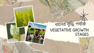 ধান ফসলের জীবণকাল ‍ও বিভিন্ন স্তর rice ricegrowthstage [upl. by Coniah]