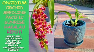 Repot of Oncidium Seedling Pacific Sunrise Hakalau Orchid [upl. by Bensen]