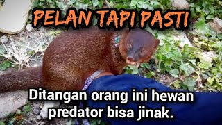 Hebat ‼️ orang ini bisa jinakin hewan garangan ‼️garanganjinak linsang lasun [upl. by Brianne]