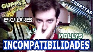 INCOMPATIBILIDADES DE ACUARIO GUPPYS Y CEBRITAS MOLLYS Y ESCALARES [upl. by Key939]