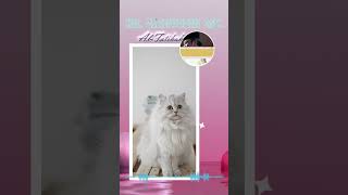 Kucing  KH ZAINUDDIN MZ shortviral videoshort [upl. by Upton996]