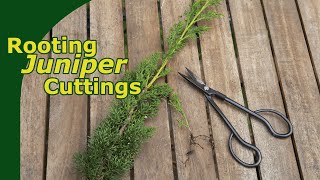 Rooting Juniper Cuttings [upl. by Rivi]