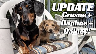 LIVE UPDATE with Crusoe Daphne and OAKLEY [upl. by Luiza297]