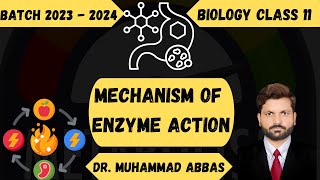 How Enzymes Actually Work  Mechanism of enzyme action [upl. by Ilime]