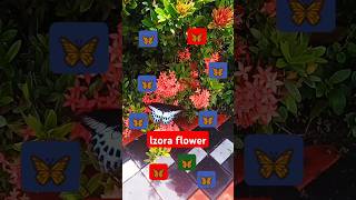 chempaneer poove songKrishnaAlluarjunlzora flowerTheachiGardenButterflyLittystephen [upl. by Annay]