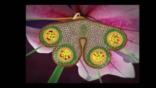 reproduction in flowering plants class 12 in 3D animation complete chapter in one short [upl. by Kemme]