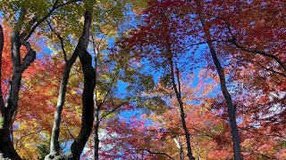 autumn of saga arashiyama [upl. by Sheela]