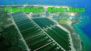 See Where Hawaiian Spirulina is Grown part 1 [upl. by Nor]