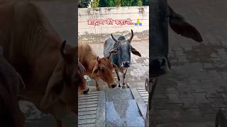 ब्राह्मण की कहानी cowvideos animallover gausewa shortsfeed viralshort tranding motivationyt [upl. by Alleusnoc]