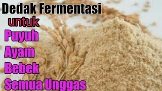 Fermentasi Dedak yang pashow to ferment rice bran [upl. by Obocaj234]