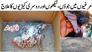 Chicken Mites amp Lice Treatment with Dr ARSHAD [upl. by Doty]