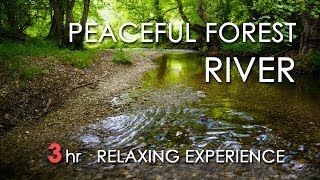 Relaxing River Sounds  Peaceful Forest River  3 Hours Long  HD 1080p  Nature Video [upl. by Nylevol]