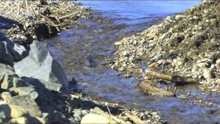 Kootenai River White Sturgeon Recovery [upl. by Alimaj]