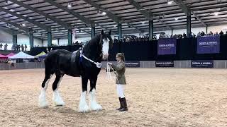 Shire Horse Show 2014 [upl. by Ecadnarb]