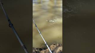 crappiefishing crappie fishing fish lol fun trending trendingshorts viralvideos [upl. by Kerri753]