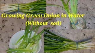 Without soil How to Grow Green Onions How To Grow Green Onions in Waterviral Gardningyoutube [upl. by Ojibbob136]